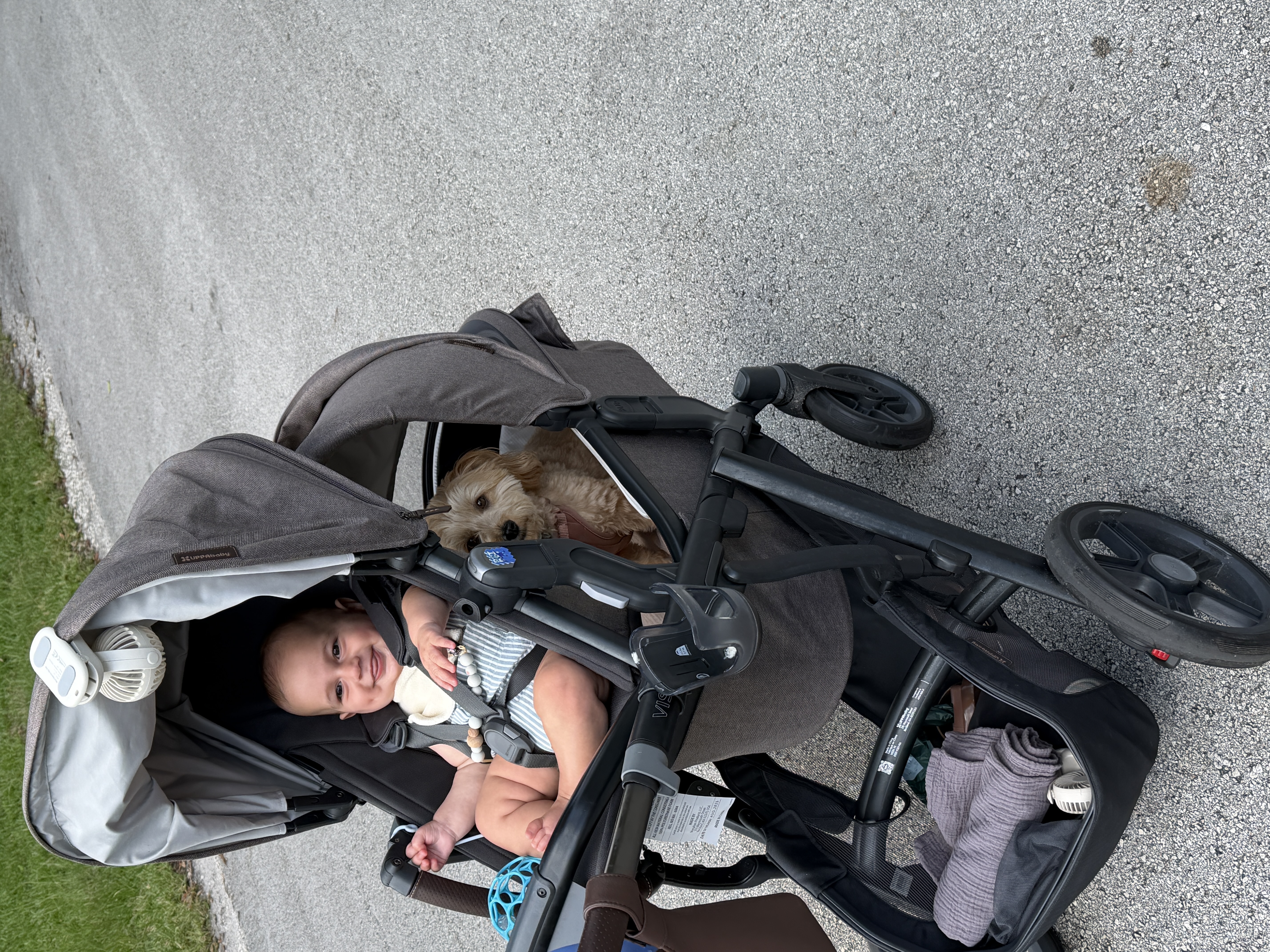 A baby and a small dog riding together in a stroller on the road